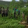 Berawal dari Cinta Istri ke Suami, Polisi Temukan 5 Hektar Ladang Ganja di Aceh Utara