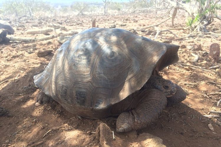 ]Seekor kura-kura raksasa yang ditemukan di Kepulauan Galapagos diduga merupakan bagian dari spesies 
Chelonoidis chathamensis. 