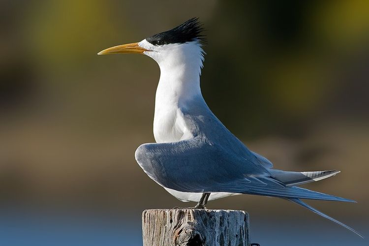 Burung dara laut jambul (Thalasseus bergii)