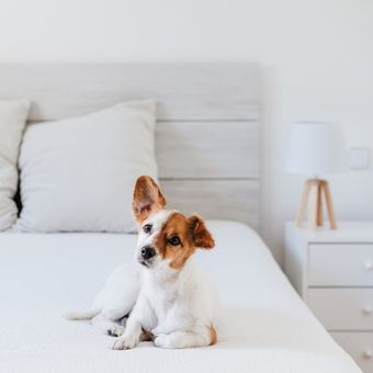 Ilustrasi anjing Jack Russel di tempat tidur.