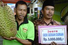 Tanpa Pupuk Kimia, Durian Jumbo Ini Jadi Juara