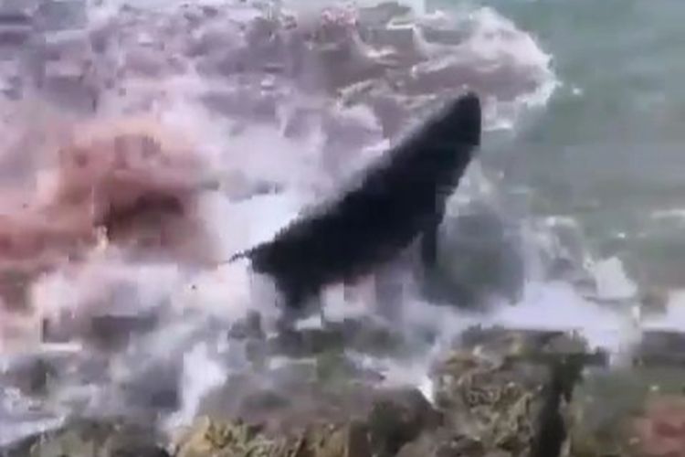 Tangkapan layar paus sperma menggelepar di pinggir pantai