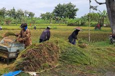 Harga Gabah Terjun Bebas, Bupati Blora: Kita Lapor Kementan