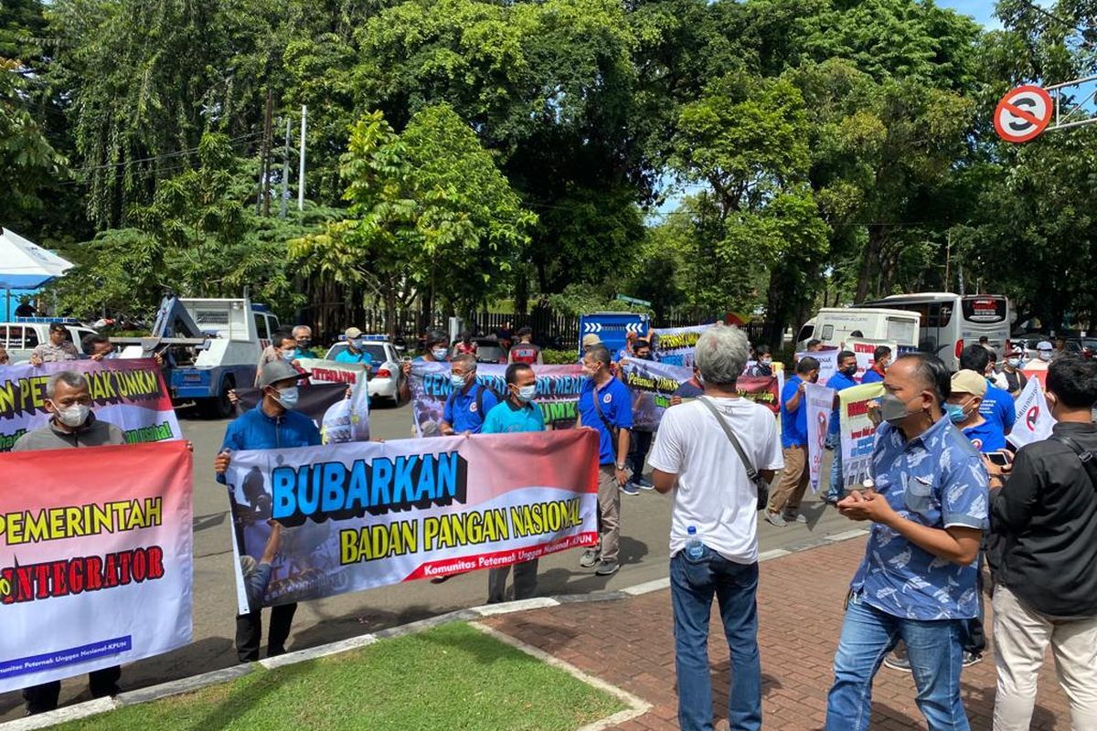 Harga Ayam Murah, Peternak Terus Merugi