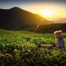 5 Wisata Kebun Teh Kekinian di Jawa Tengah yang Punya Wahana Seru