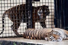 Tiga Harimau Masuki Kebun di Kerinci, Seorang Warga Terluka
