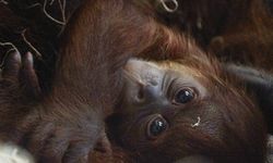 Perdana dalam 15 Tahun, Bayi Orangutan Sumatera Lahir di Kebun Binatang Philadelphia AS