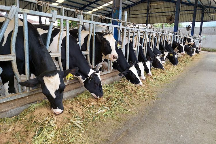Provinsi penghasil sapi perah terbanyak di Indonesia masih didominasi dari pulau Jawa