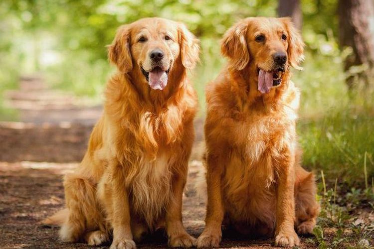 Milo dan Oscar, dua anjing golden retriever yang sedang dicarikan pengasuh. 