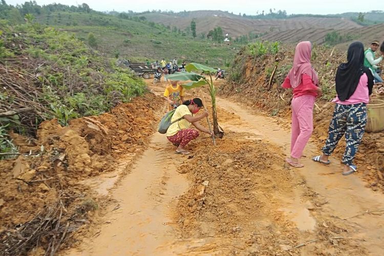 Emak-emak saat menanam pohon pisang di lahan bekas tindakan penggusuran oleh PT WKS