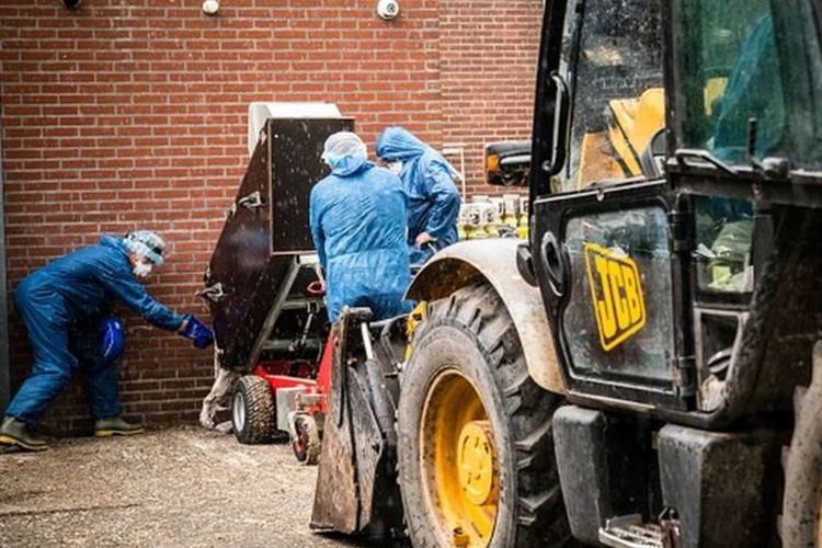 Puluhan ribu cerpelai telah dimusnahkan di Belanda sejak wabah virus corona dimulai.