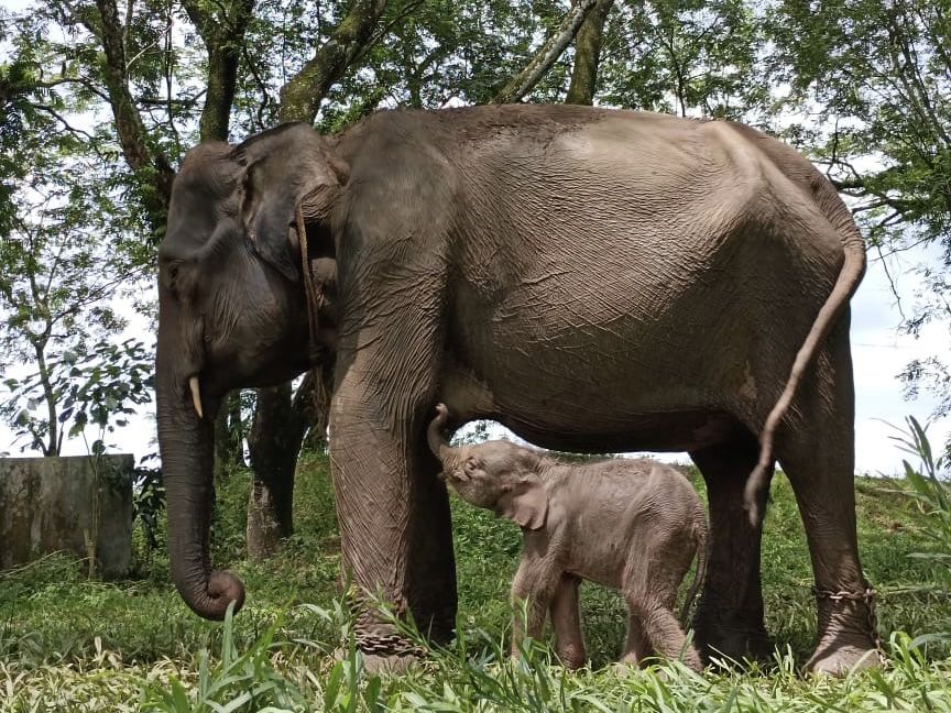 Menanti Calon Presiden yang Peduli Keselamatan Gajah Sumatera