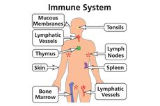 5 Jenis Organ dalam Sistem Imun Manusia