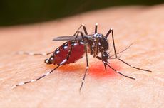 Kemenkes: Teknologi Wolbachia Efektif untuk Kurangi Kasus Dengue