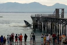 Evakuasi Paus yang Terdampar di Perairan Banyuwangi Terkendala Ukuran dan Laut Dangkal