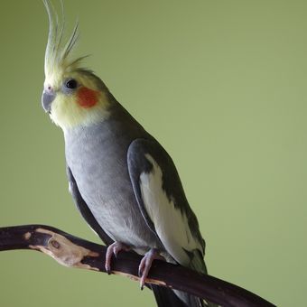 Ilustrasi burung cockatiel. 