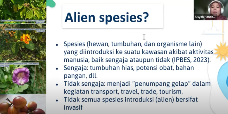 Peneliti Pusat Riset Ekologi dan Etnobiologi BRIN, Aisyah Handani memberikan materi dalam webinar Awasi dan Kenali Spesies Invasif Asing yang digelar Biodiversity Warriors, Jumat (17/5/2024). 
