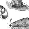 Pengertian Gastropoda, Ciri-ciri, dan Cara Reproduksinya