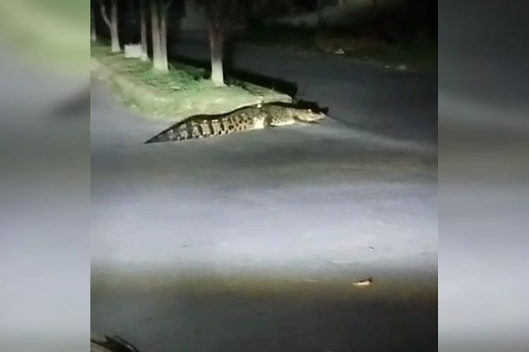 Warga Kelurahan Wamponiki, Kecamatan Katobu, Kabupaten Muna, Sulawesi Tenggara, dibuat gempar dengan kemunculan buaya dewasa di tengah jalan raya pusat kota, Sabtu (27/8/2022) dinihari.