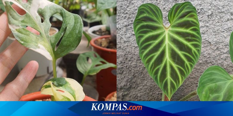 Ini Alasan Di Balik Mahalnya Harga Tanaman Hias Halaman All Kompas Com