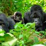 Mengenaskan, Empat Gorila Langka di Uganda Mati Tersambar Petir