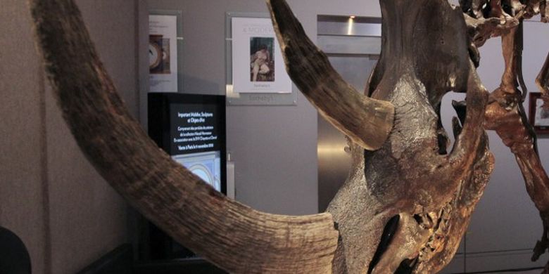 An Ice Age Hairy Rhino Found Nearly Whole, Could You Tell Life at Its Time?  All pages