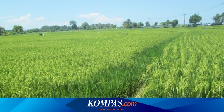 China Berambisi Jadi Lumbung Pangan Terbesar Di Dunia Halaman All Kompas Com