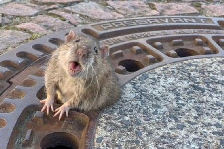 Seekor tikus yang terjebak di tutup got kota Bensheim, Jerman, pada pekan lalu. Tikus itu akhirnya bebas setelah diselamatkan gabungan tim pemadam kebakaran dan penyelamat binatang.