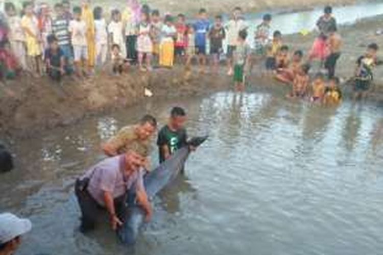 Polisi bersama masyarakat mengevakuasi seekor lumba-lumba sepanjang tiga meter terdampar di perairan Desa Jambo Mesjid, Kecamatan Blang Mangat, Kota Lhokseumawe, Sabtu (27/2/2016) sekitar pukul 17.00 WIB. 