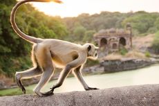 Sebanyak 1.500 Monyet Ekor Panjang Diusulkan Diekspor Untuk Kepentingan Biomedis