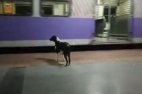 Mirip Kisah Hachiko, Anjing Ini Setia Menanti Pemiliknya di Stasiun