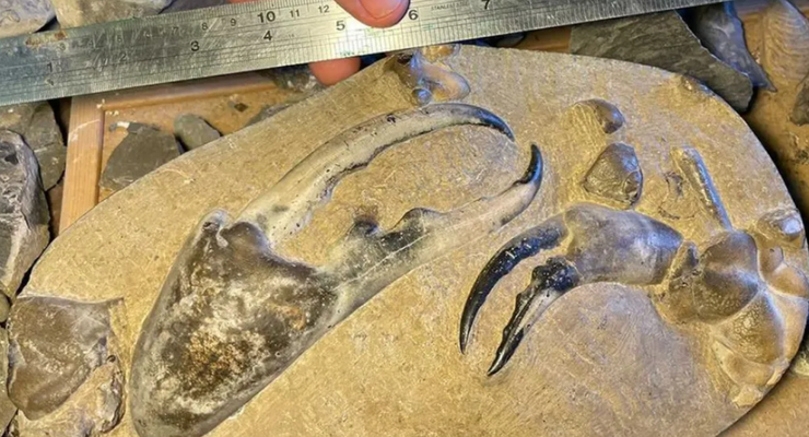Fosil Capit Kepiting Terbesar Ditemukan, Seperti Apa?