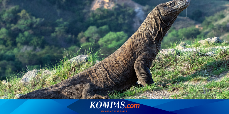 Gubernur NTT Cabut Pergub Pengelolaan Taman Nasional Komodo, Tarif
