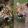 Sering Tertukar, Apa Beda Macan Tutul dan Jaguar? 