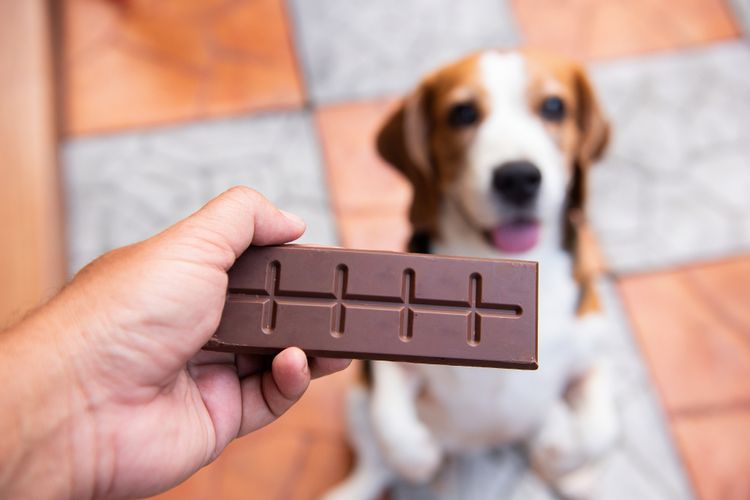 Ilustrasi anjing mengonsumsi cokelat.