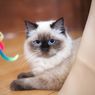 Cara Tepat Membersihkan Rumah Saat Kucing Terinfeksi Ringworm