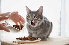 8 Penyebab Kucing Tidak Mau Makan dan Cara Mengatasinya