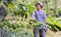 Kopi dan Kayu Manis di Kerinci: Praktik Tumpangsari yang Menjaga Kebun Tetap Hidup