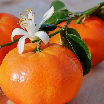 ilustrasi jeruk mandarin atau mandarin orange, buah yang selalu ada setiap Imlek. 
