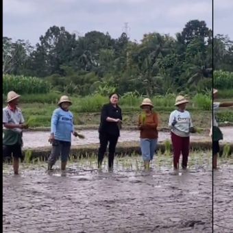 Puan Maharani menanam padi dengan gerakan maju.