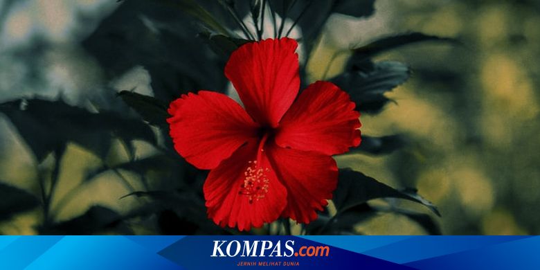 7 Bunga Yang Bisa Dimakan Dan Manfaatnya Untuk Kesehatan Halaman All Kompas Com