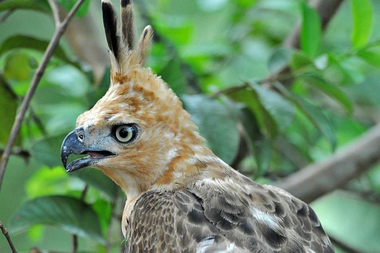 Ilustrasi elang jawa