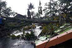 Cuaca Ekstrem, Warga Magelang Diimbau Waspada terhadap Pohon Rindang
