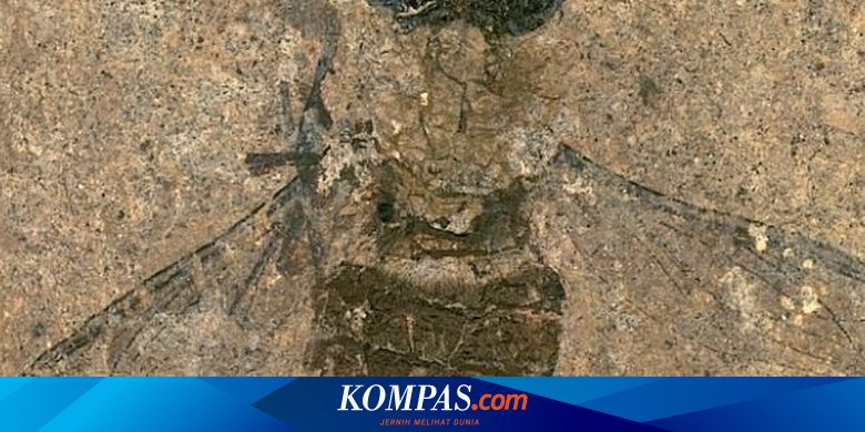 Serangga Bantu Penyerbukan Sejak 47 Juta Tahun Lalu, Ini Buktinya