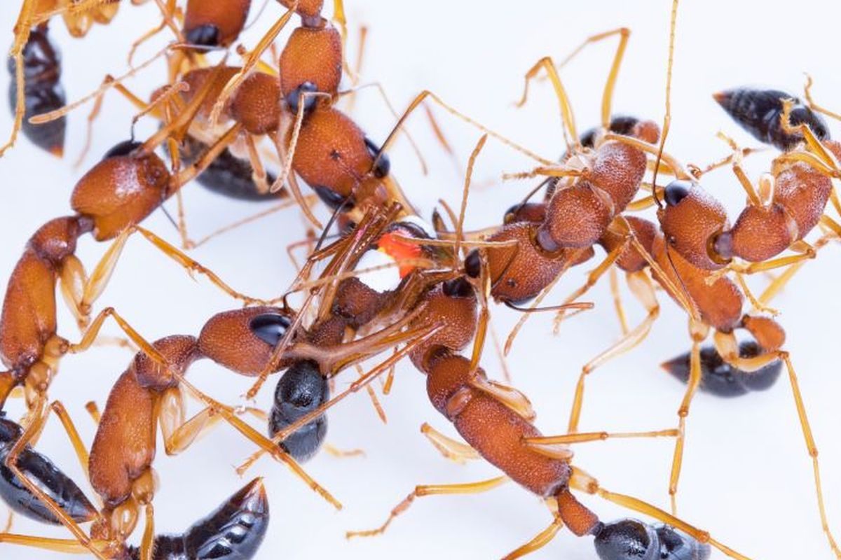 Pertarungan antena pada semut pelompat India. Mereka melakukannya selama sebulan untuk menentukan ratu berikutnya.
