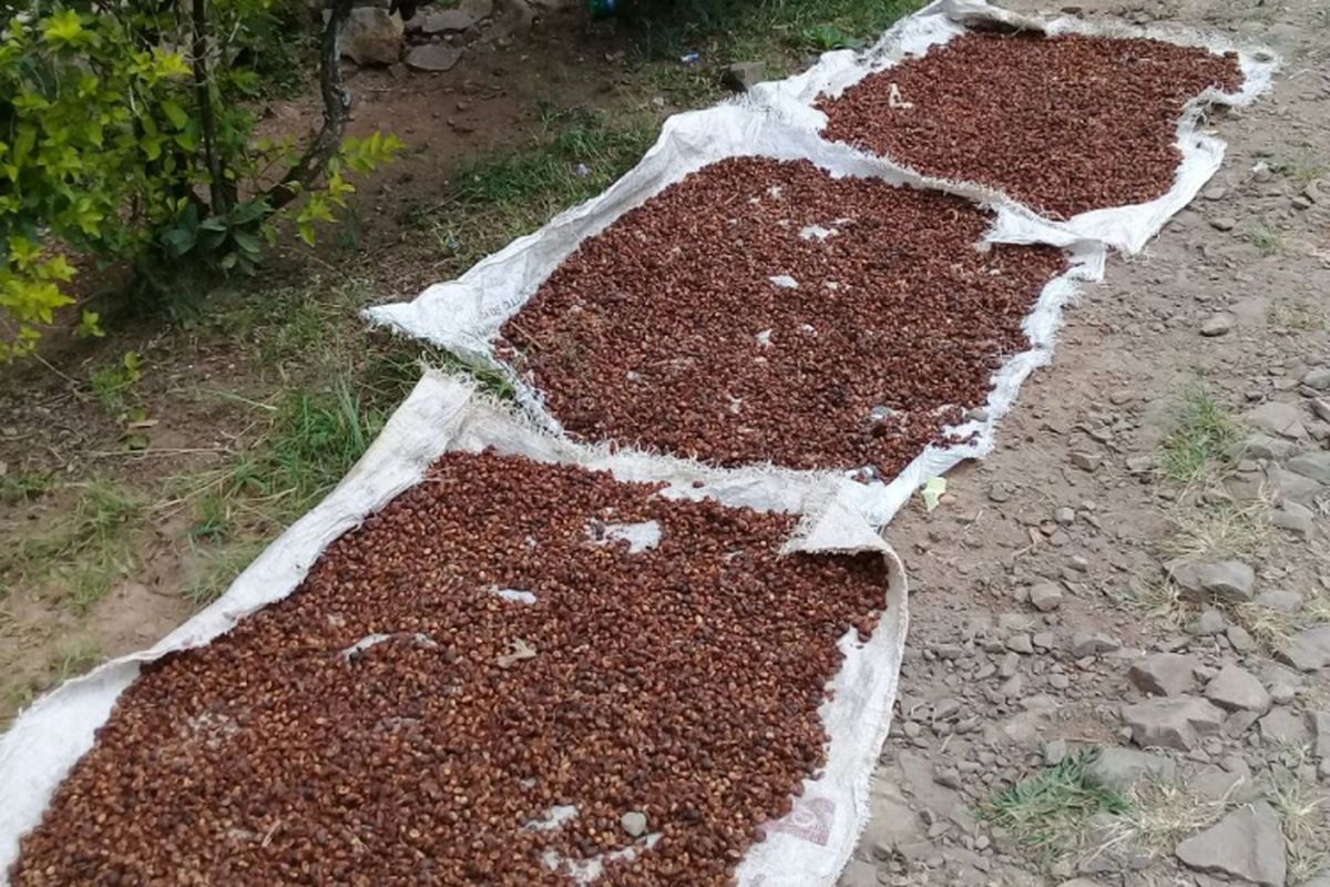 Kopi arabika di kecamatan Gunung Halu yang dijemur masyarakat setempat. Kopi ini disebut memiliki grade A. 