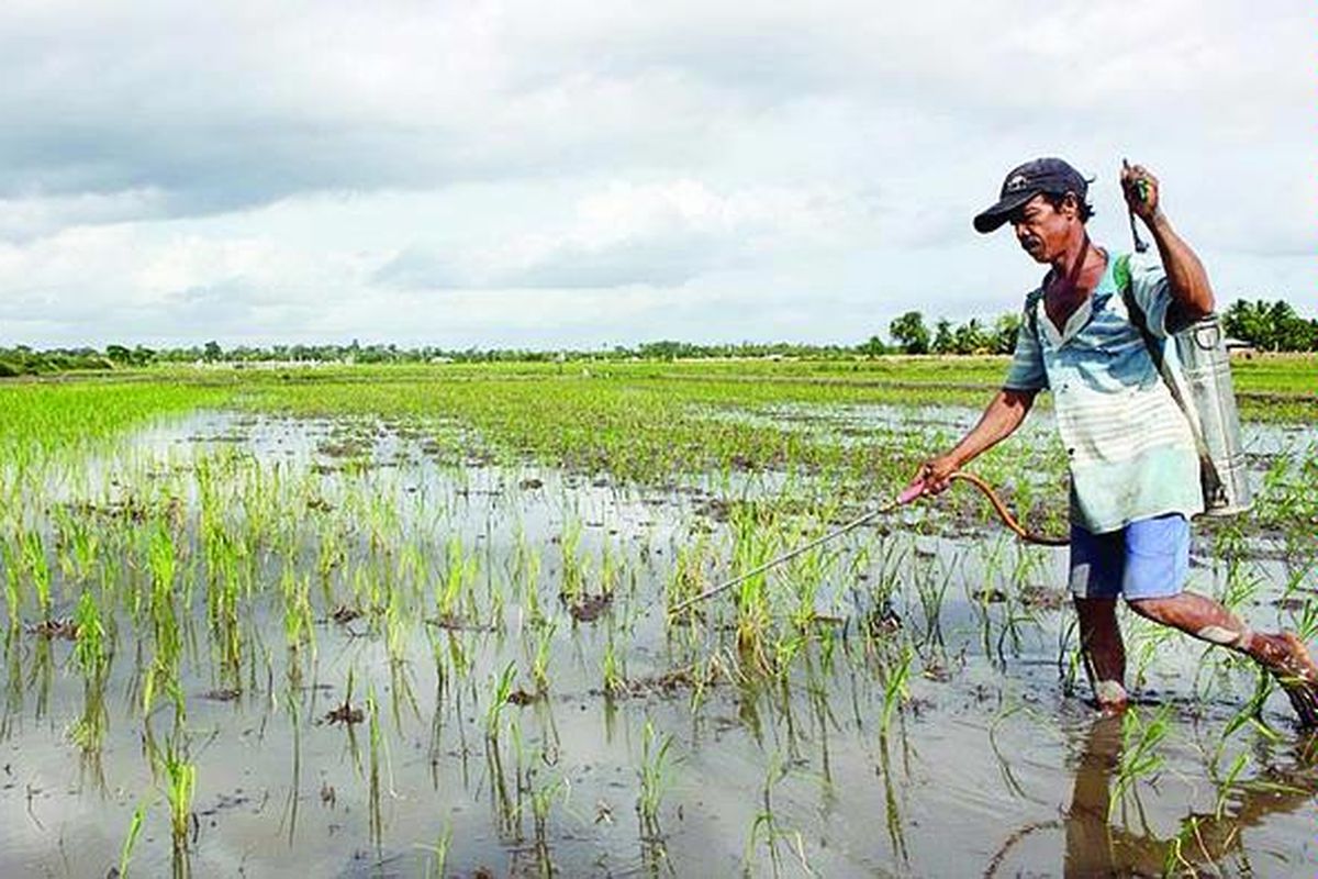 Yatiman (55), petani transmigran di Distrik Semangga Blok C Kabupaten Merauke asal Cilacap, Jawa Tengah, sedang menyemprot tanaman padinya dengan pestisida beberapa waktu lalu. Merauke menjadi salah satu kawasan proyek investasi pertanian modern yang melibatkan pihak swasta.