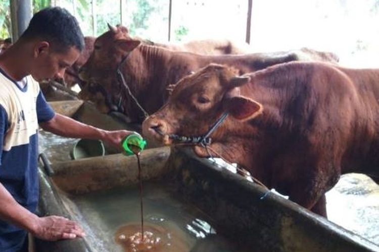 Di pabrik Ajinomoto, Mojokerto, Jawa Timur, limbah domestik hasil produksi dan sisa makanan kantin diolah kembali menjadi berbagai produk samping (co-products) seperti Fermented Mother Liquor (FML) dan Tritan. 

Kedua produk adalah alternatif nutrisi untuk pakan ternak.