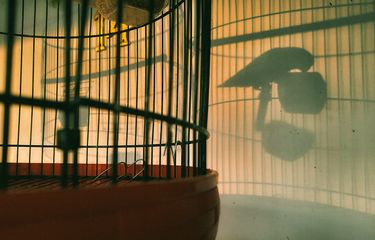 Burung yang sakit organ dalamnya biasanya akan memiliki perubahan pola minum yang berlebihan.