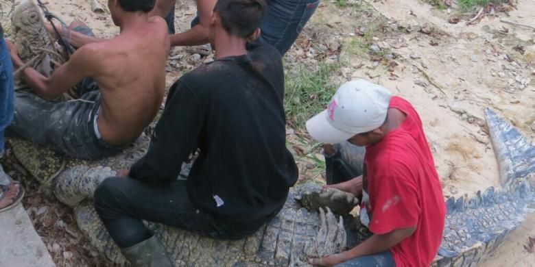 Petugas BKSDA Kalbar saat mengevakuasi buaya muara sepanjang tiga meter peliharaan warga di Desa Sungai Duri, Kecamatan Sungai Raya, Kabupaten Bengkayang (19/9/2016) 